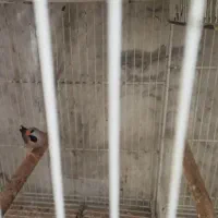 فنچ کرواتی|پرنده|آزادشهر, |دیوار