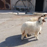 بره ماده شیرمست درجه یک