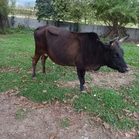 فروش گاو با گوساله ماده