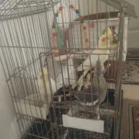 3عدد عروس هلندی