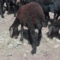 بره نر و ماده|حیوانات مزرعه|میاندوآب, |دیوار