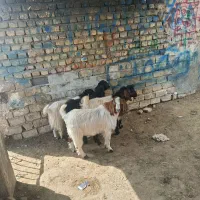 با سلام چهار عدد بزغاله نر دوبر پاکستانی