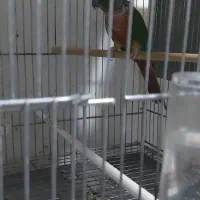 فروش دو عدد گرینچیک و دوعدد عروس|پرنده|بهبهان, |دیوار