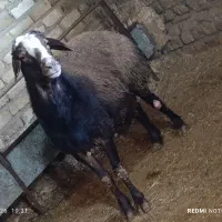 بره نر55کیلو|حیوانات مزرعه|قزوین, |دیوار