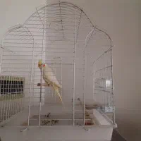 عروس هلندی