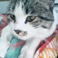 فروش گربه خانگی