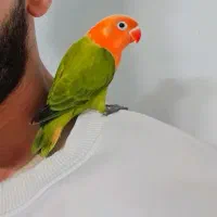 کوتوله اپلاین گرین