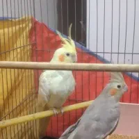 عروس هلندی