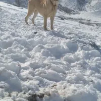 سگ ماده|سگ|سملقان, |دیوار