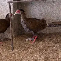 مرغ س ی ل و ر