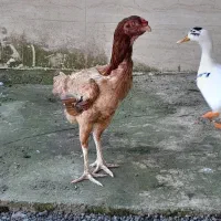 مرغ لاری ۶دانگ تاج مهر