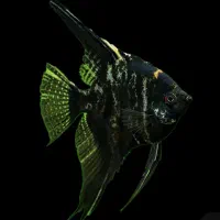 ماهی آنجل جفت