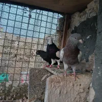 کبوتر رنگه