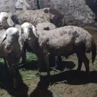 بره نر پلنگی
