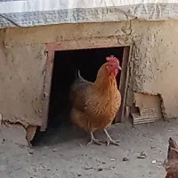 محلی مرغ