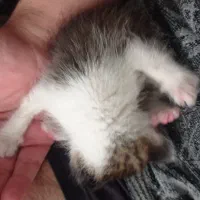 گربه بازیگوش