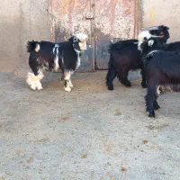 ۴ عدد بزغاله نر