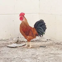خروس