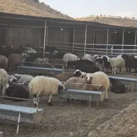 بره نر پرواری