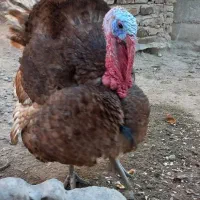 هشترخان بوقلمون نر بوربون