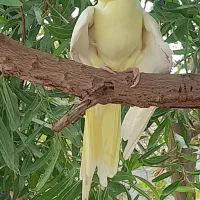 مرغ عشق سالم ضمانتی|پرنده|ایرانشهر, |دیوار