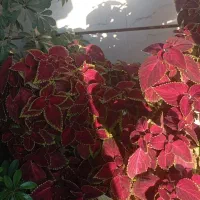 گل طبعیی|گل و گیاه طبیعی|اهر, |دیوار