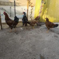 ۴عدد مرغ و خروس