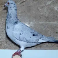 کفتر کبوتر|پرنده|شیراز, تندگویان|دیوار
