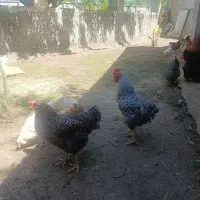 مرغ و خروس آمروک، پلیموت راک