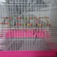 یک عدد قفس بزرگ