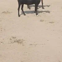 بز داشتی|حیوانات مزرعه|برازجان, |دیوار