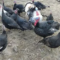 بوقلمون|حیوانات مزرعه|مشهد, شهرک ابوذر|دیوار