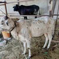 فروش یا معاوضه گوساله ماده 9 ماهه|حیوانات مزرعه|چابهار, |دیوار
