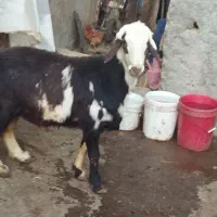 فروش یک عدد قوچ