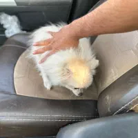 سگ پامرانین اصیل