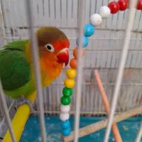 کوتوله|پرنده|مشهد, دریادل|دیوار