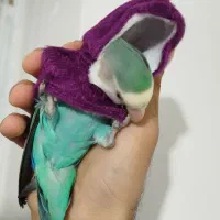 طوطی برزیلی (توضیحات آگهی)|پرنده|بوکان, |دیوار