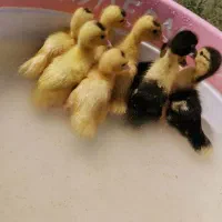 جوجه اردک اسرائیلی