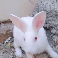 خرگوش سفید چشم قرمز|موش و خرگوش|کازرون, |دیوار