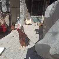 مرغ و خروس محلی