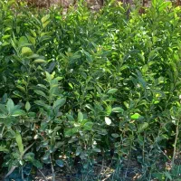 فروش انواع مرکبات وسرو ناز شیراز