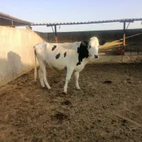 گوساله گاو تلیسه نوبر