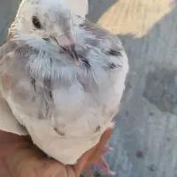 کبوتر|پرنده|بیلوار, |دیوار