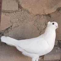 دو عدد کبوتر|پرنده|مسجد سلیمان, |دیوار