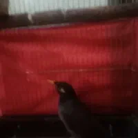 مرغ مینا ۶ ماهه