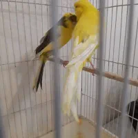 جفت قناری رسمی بلند|پرنده|تهران, حشمتیه|دیوار