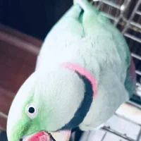 شاه‌ طوطی گمشده در منطقه شهاب