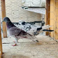 کبوتر گرفتنی|پرنده|قم, زنبیل آباد|دیوار