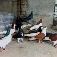 کبوتر دست اولی پَرشی