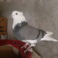 ۱۵۰۰۰۰۰|پرنده|ری, شهرک نظامی|دیوار